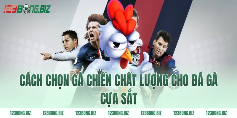 Cách chọn gà chiến chất lượng cho đá gà cựa sắt
