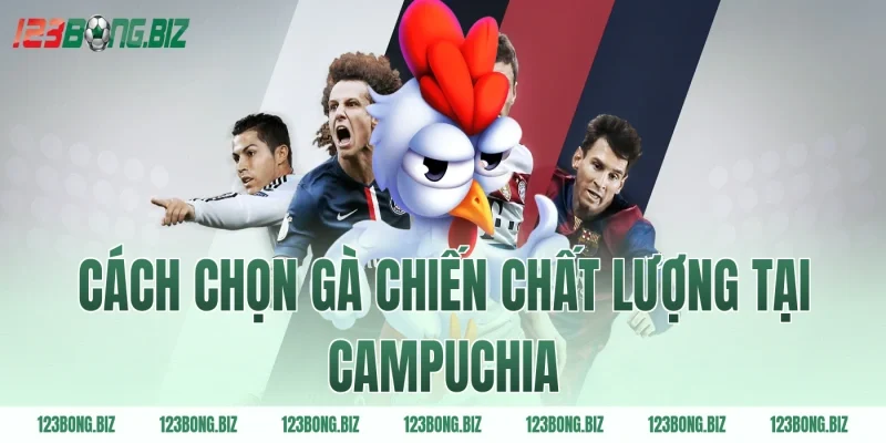 Cách chọn gà chiến chất lượng tại Campuchia