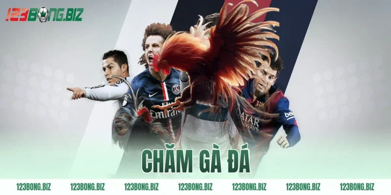 chăm gà đá