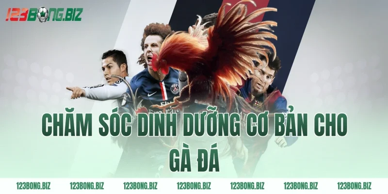 Chăm sóc dinh dưỡng cơ bản cho gà đá