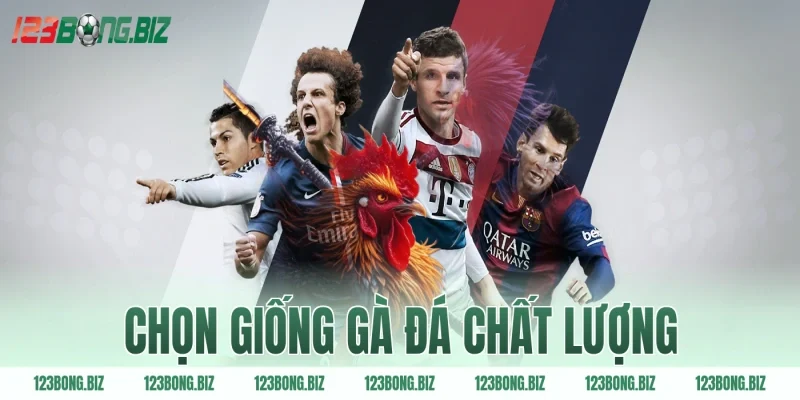 Chọn giống gà đá chất lượng