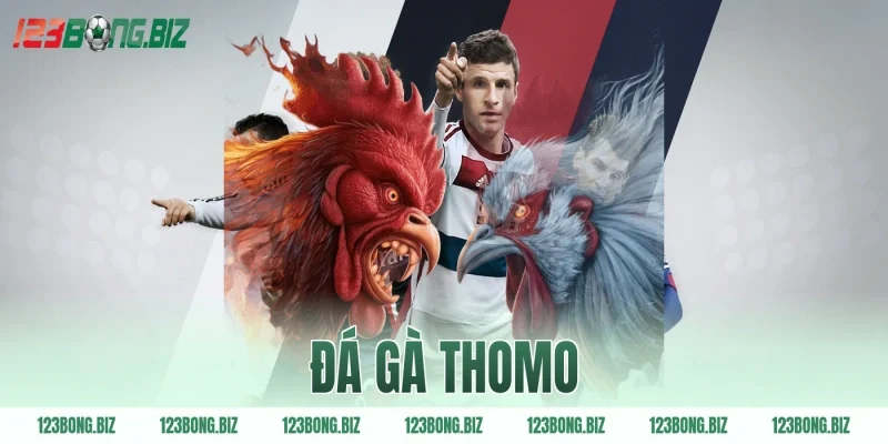 đá gà thomo