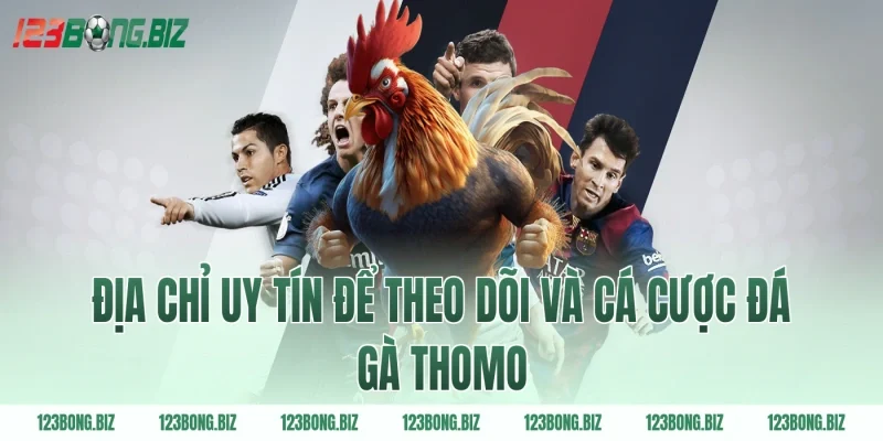 Địa chỉ uy tín để theo dõi và cá cược đá gà Thomo
