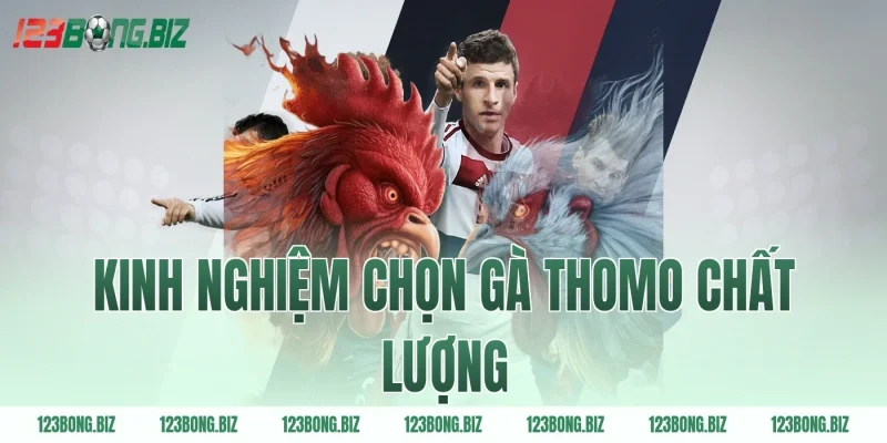 Kinh nghiệm chọn gà Thomo chất lượng
