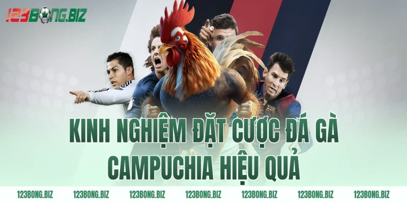 Kinh nghiệm đặt cược đá gà Campuchia hiệu quả