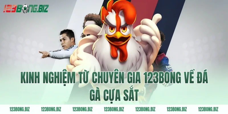 Kinh nghiệm từ chuyên gia 123BONG về đá gà cựa sắt