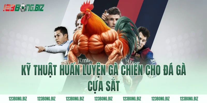 Kỹ thuật huấn luyện gà chiến cho đá gà cựa sắt