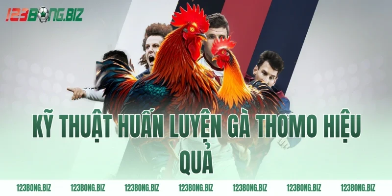 Kỹ thuật huấn luyện gà Thomo hiệu quả