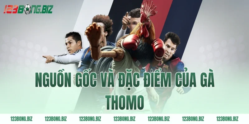 Nguồn gốc và đặc điểm của gà Thomo