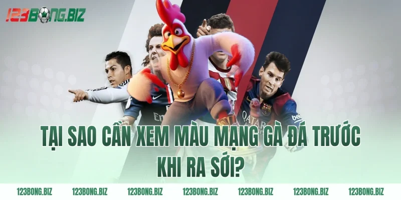 Tại sao cần xem màu mạng gà đá trước khi ra sới?